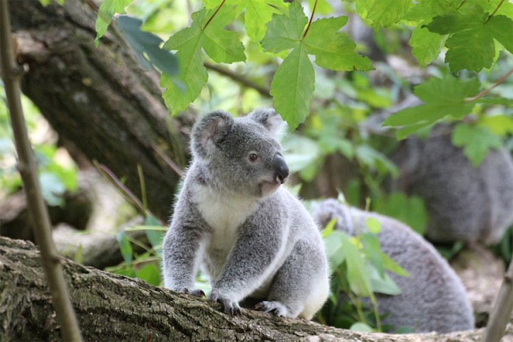 Australija: Požar možda usmrtio stotine koala