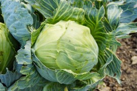 Uzgojio glavicu kupusa tešku više od 10 kilograma