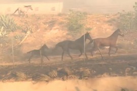 Konj se vratio u požar da bi spasio druga dva