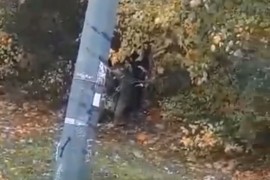 Imali seksualni odnos pored ulice u Sarajevu, šokirani građani ih ...