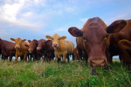 Farmeri prijete blokadom granica i uvoza junetine u BiH