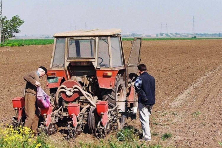 Zasijano manje od 50 odsto planiranih površina