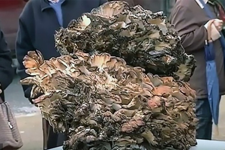 Španska gljiva od 68 kilograma spremna za Ginisa