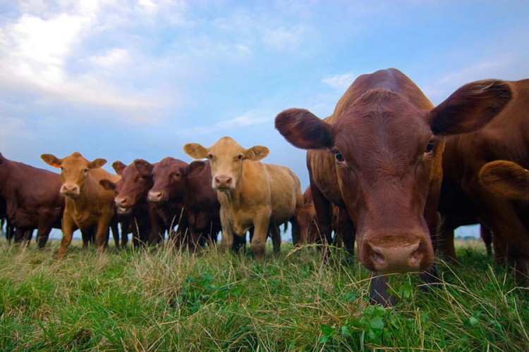 Farmeri prijete blokadom granica i uvoza junetine u BiH