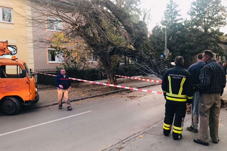 Palo stablo u centru Banjaluke