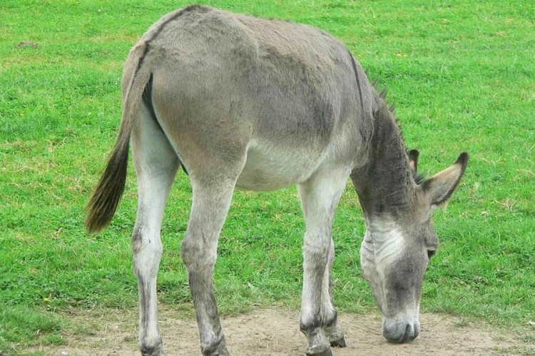 Upucao ponija i magarca