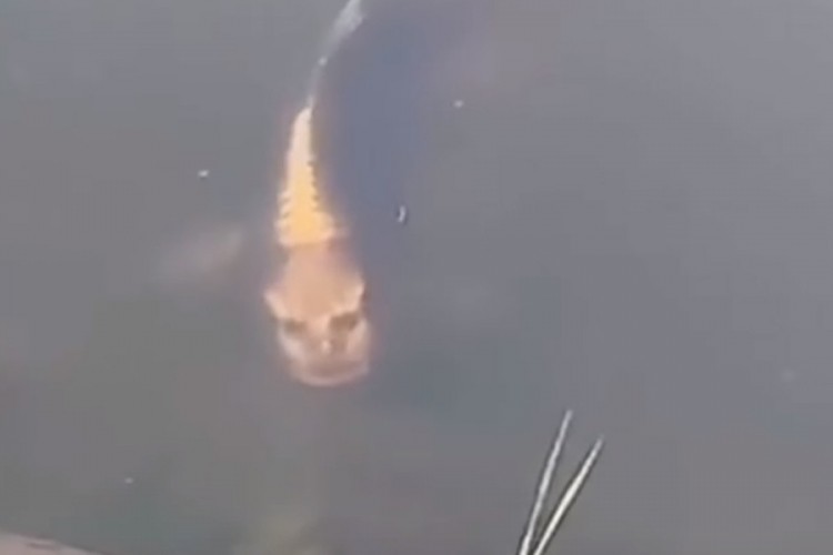 Snimio šarana sa "ljudskim licem"