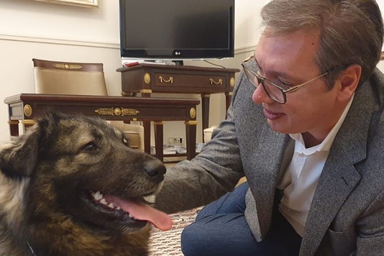Ljubimac Pako dočekao Vučića u kabinetu