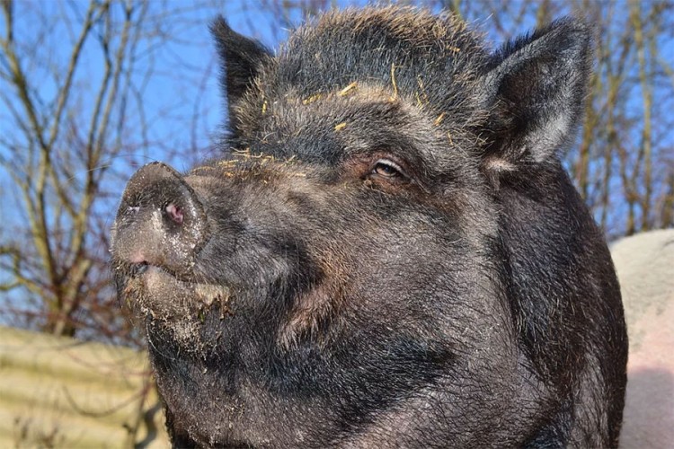 Vepar stradao zbog ljubavi: Domaća svinja mu došla glave