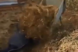 Gurala kolica puna izmeta, sve se prevrnulo na nju