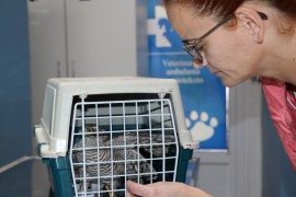 Stanari spasili sokola slomljenog krila