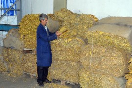 "Masne" akcize tjeraju proizvođače duvana na crno tržište