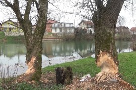 Napasne štetočine se odomaćile na obalama Sane