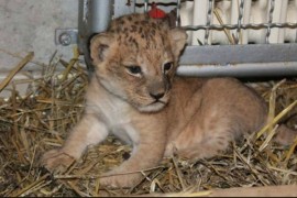 Uhapšeni krijumčari lavova, leoparda i kornjača