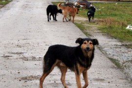 Psi lutalice napali dva dječaka dok su išli prema školi