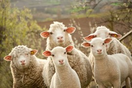 Ovčarstvo u Sanskom Mostu staje na noge