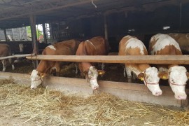 Svega pet kamiona junetine otišlo iz BiH za Tursku
