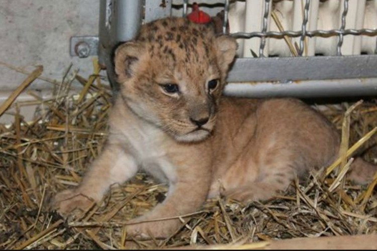 Uhapšeni krijumčari lavova, leoparda i kornjača
