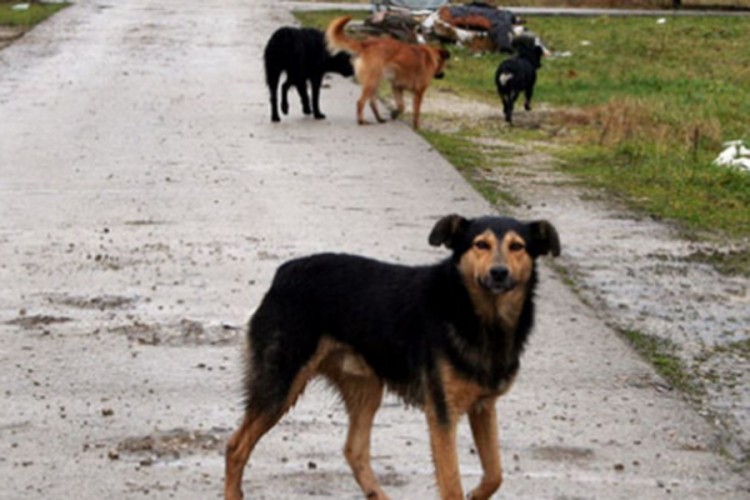 Psi lutalice napali dva dječaka dok su išli prema školi