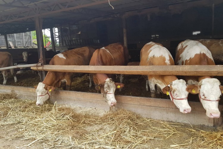 Svega pet kamiona junetine otišlo iz BiH za Tursku