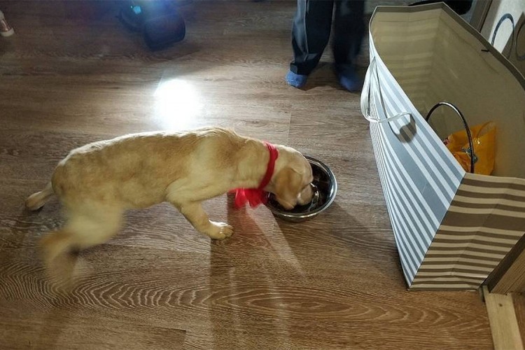 Putin poklonio djevojčici štene labradora