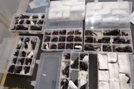 Pokušao prošvercovati 200 škorpiona