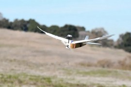 PigeonBot robot od ptičijeg perja
