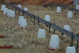 "AC Food" proizvodnjom jaja vraća staru slavu "Agrokomerca"