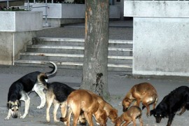 Psi lutalice izujedali poštarku