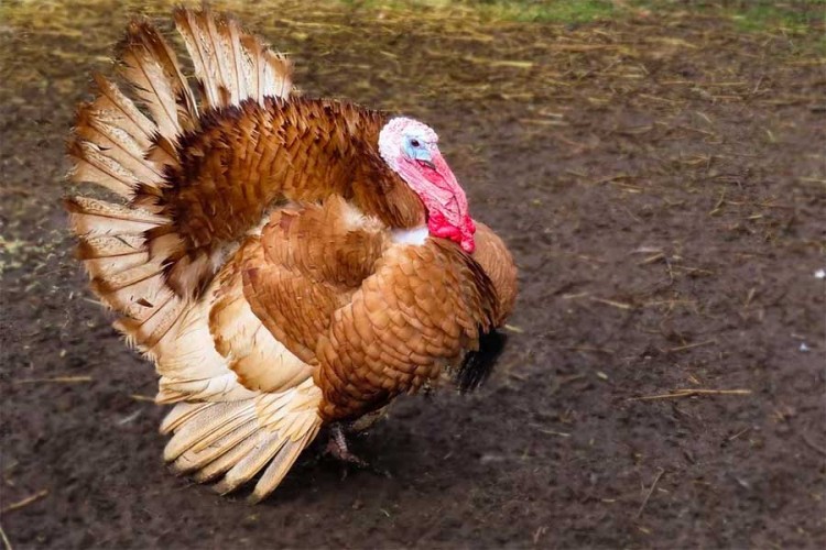 Pronađena visoko patogena vrsta virusa ptičijeg gripa