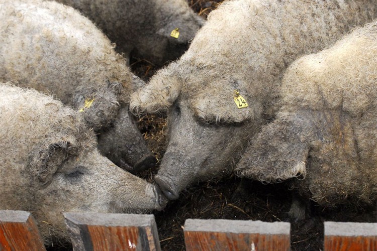 Užas u poljskom Osieku: Farmera pojele svinje?