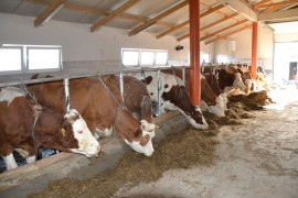 Proizvodnja mlijeka u USK manja za 1,5 miliona litara