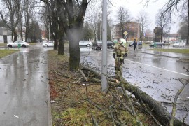Jak vjetar srušio stablo kestena u centru Prijedora