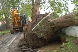 Srušeno stablo usljed jakog vjetra ubilo vozača