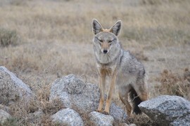 Tamani plemenitu divljač: Za odstrel šakala i novčana nagrada