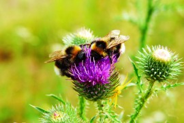 Bumbarima prijeti izumiranje zbog klimatskog haosa