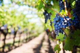 Ako se Zemlja zagrije još dva stepena, nestaće polovina vinograda