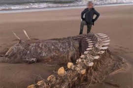 "Kjara" na obalu Škotske izbacila ostatke misterioznog stvorenja