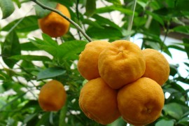 Proizvodnja mandarina u BiH skočila 20 puta