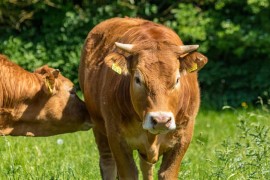 Deficit u agroindustrijskom sektoru 2,4 milijarde maraka