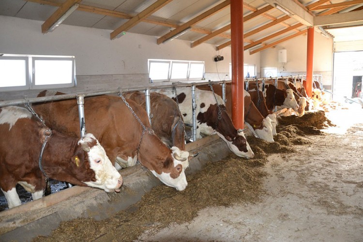 Proizvodnja mlijeka u USK manja za 1,5 miliona litara