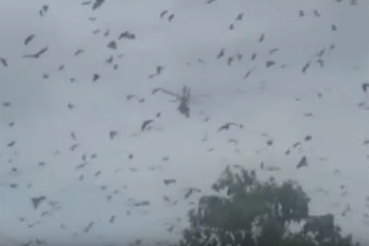 "Tornado" šišmiša prestravio Australijance