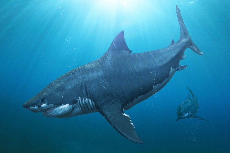 Šta je bio megalodon