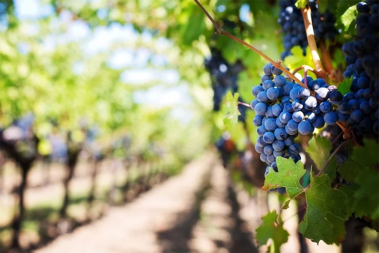 Ako se Zemlja zagrije još dva stepena, nestaće polovina vinograda
