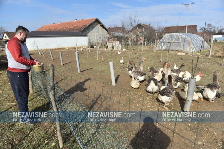 Kod Laktaša gaji najveće guske na svijetu čija mast liječi bronhitis