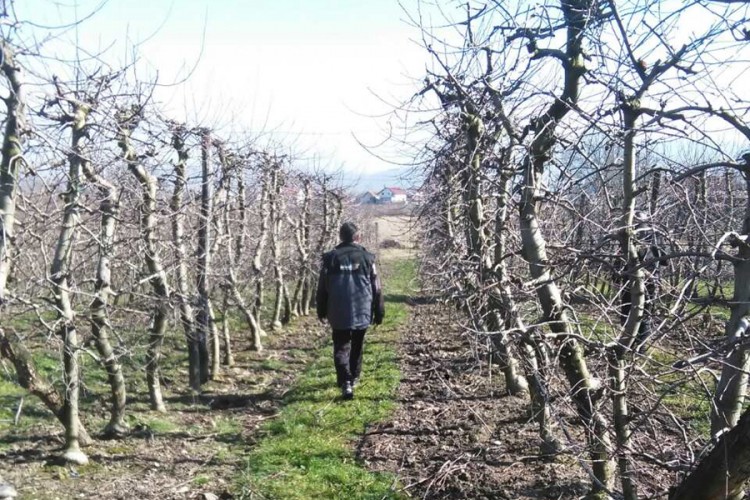 Kurs o voćarstvu za penzionere u Doboju: Voćnjak tjera crne misli