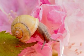 Zabranjeno sakupljanje 17 zaštićenih vrsta flore i faune