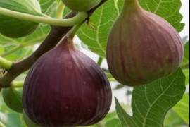 Niče prva plantaža organskih smokava u BiH