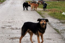 Moskva na udaru kritika: Ubijaju mačke i pse lutalice zbog virusa ...