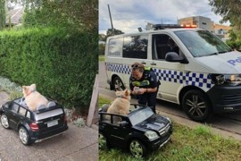 Pas vozio Mercedes, policija ga zaustavila